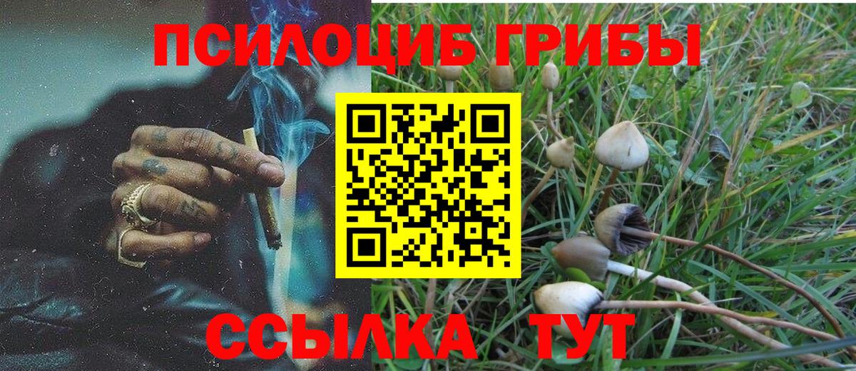Майский  Галлюциногенные грибы Psilocybine cubensis  Вход с VPN 